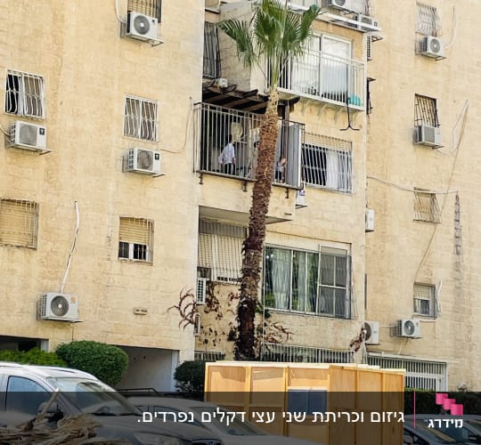 עץ דקל גבוה לאחר גיזום לצד ערמת ענפים גזומים